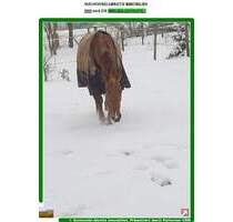 *** Bauernhaus und ca. 3 Hektar Land in Randlage *** - Bad Belzig