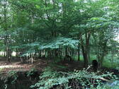 Umgebung: Hutewald - 