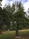Streuobstwiese - 