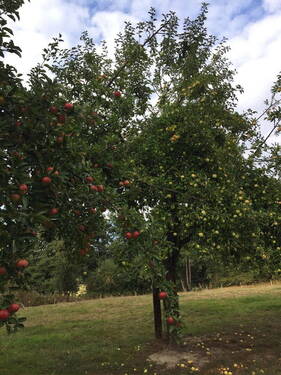 Streuobstwiese - 