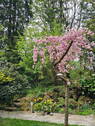Kirschbaum - 