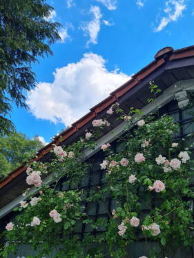 Rosen Garage - 8 Zimmer Einfamilienhaus in Olzheim