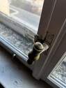 WG 04 Fensterdetail - 