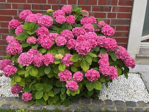 Garten - 
