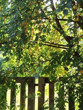 IMG-20250911-WA0024.jpg - Kinder und Tiere willkommen! Großes Haus mit viel Platz und vielen Möglichkeiten!