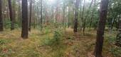 Wald - Waldrefugium - Naturparadies in der Schorfheide