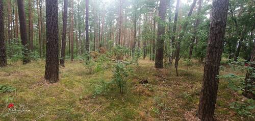 Wald - Waldrefugium - Naturparadies in der Schorfheide