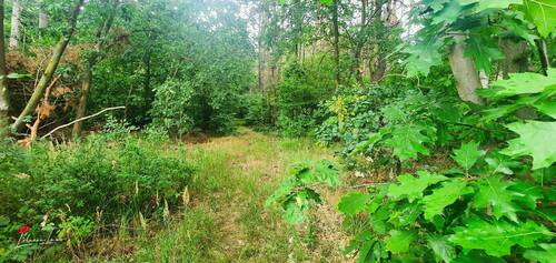 Wald - Grundstück zum Kaufen in Schorfheide