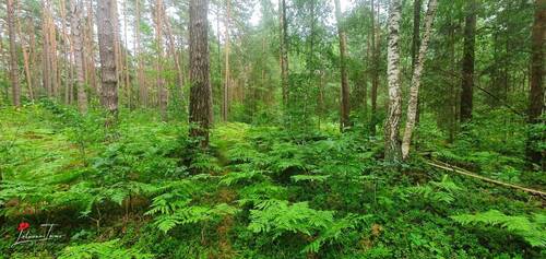 Wald - Grundstück in Schorfheide zum Kaufen