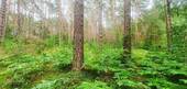 Wald - 