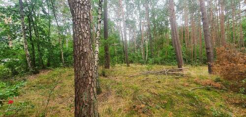 Wald - 