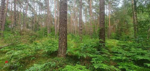 Wald - 