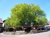 Alte Linde - 