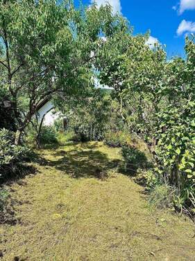 Tollem Baumbestand - 