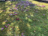 Blumenwiese im Frühling - 