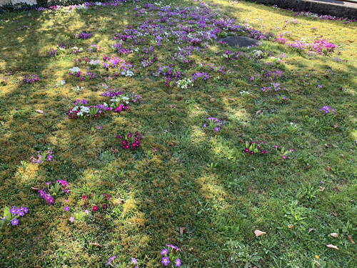 Blumenwiese im Frühling - 