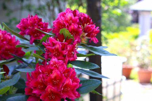 Gartenimpressionen 3 - 