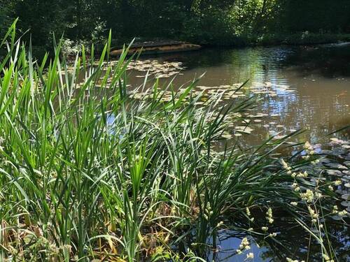 Gartenteich mit Insel u. Steg - 