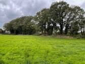 alter Baumbestand - 