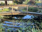 Brücke & Seerosen - 