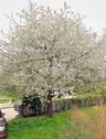 Kirschbaumblüte - 