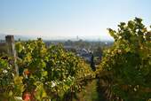 Tüllinger Berg - 