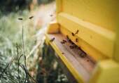 Special - Urban Beekeeping - 