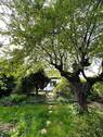 Garten - Eigenheimtraum am Cospudener See - Seltenes Baugrundstück im Zöbigker Winkel