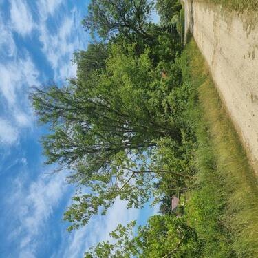 Biotop Südrand 04 - 