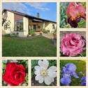Collage.jpg - Charismatisches Einfamilienhaus mit blühendem Garten freut sich auf neues Familienleben!