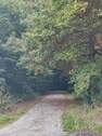 Gleich im Wald - 