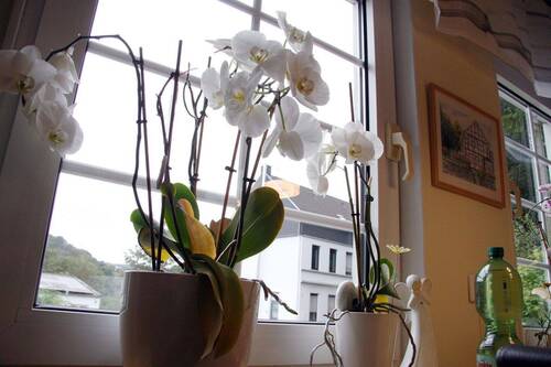 Detail Fenster - 