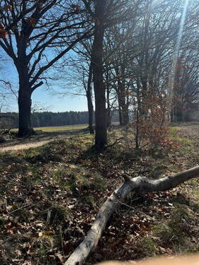 Wald in unmittelbarer Nähe - 