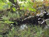 Bachlauf - 