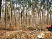 Blick in den angrenzenden Wald - Grundstück in Moritzburg zum Kaufen