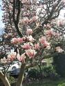 Garten: Magnolienbaum - 