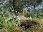 Gartenteich - 