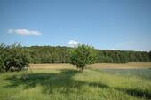 Blick ins Grüne - 