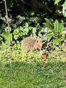 Gartenbesucher - 5 Zimmer Reihenendhaus zum Kaufen in München