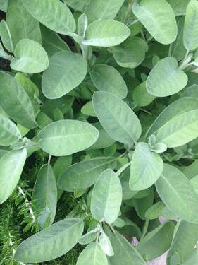 Kräuter im eigenen Garten? - Grundstück zum Kaufen in Olching