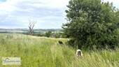 Grundstück - EBENES GRUNDSTÜCK MIT TOLLER FERNSICHT U. PLÄNEN FÜR EIN ARCHITEKTENHAUS!