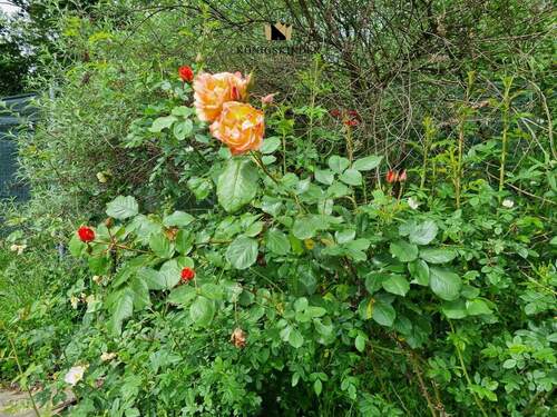 ...und Ihre wunderbaren Blumen... - 