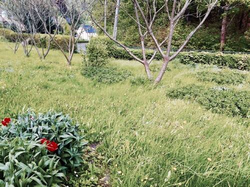 Wildwuchs - Grundstück in Tharandt