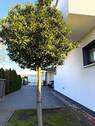 Seitenansicht - Einfamilienhaus mit 220,00 m&sup2; in Ahrensfelde zum Kaufen