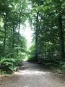Volksdorfer Wald - 