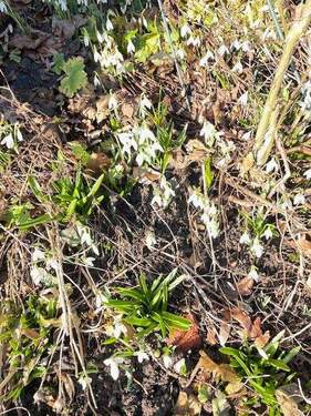 Frühlingsboten im Garten - 