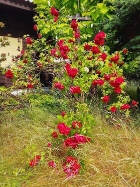 Bild 2 - Grundstück zum Kaufen in Neuenhagen