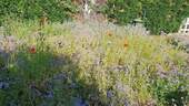 Garten mit Blühstreifen - 