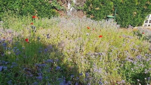Garten mit Blühstreifen - 