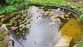 Teich - 